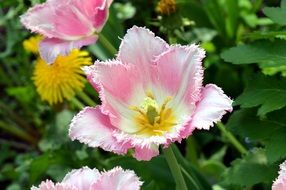 picturesque Tulip flowers and green leaves