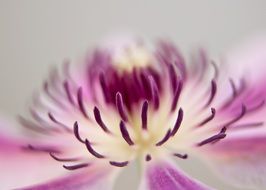 colorful white pink flower close up