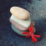 Colorful stones and flower