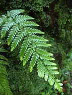 green leaf of fern on a background of a bush