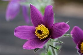 purple flowers with yellow heart close up