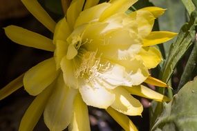 yellow flower of cactus close up