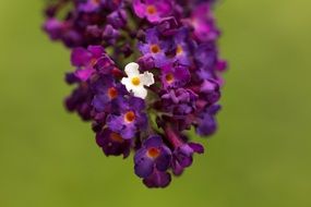 Closeup picture of branch of dark purple lilac