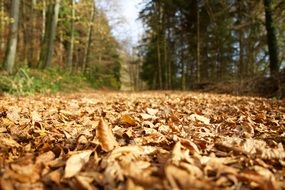 yellow autumn foliage on a forest path