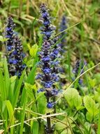 plant with blue oblong flowering