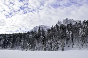 mountain forest under snow in december
