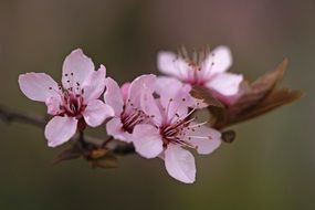 pink buds on a cherry branch