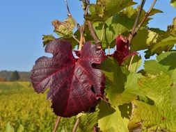 burgundy grape leaf on the stem on the farml