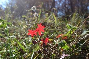 Red Leaves Cranesbill