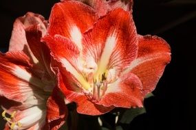 red amaryllis with white veins