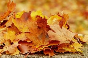 golden autumn on leaves close up