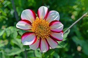 flower with white-red petals close-up