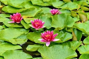 Pink Water lily flowers nature plant spring