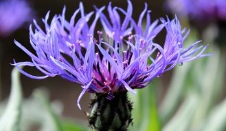 gorgeous Cornflower Wild Flower