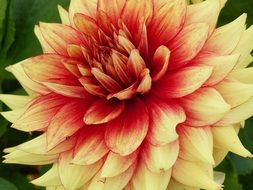 red and yellow fluffy flower of Dahlia