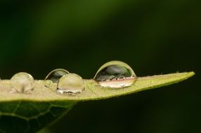 Dew drops in Madagascar