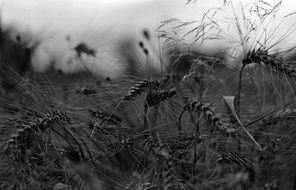 black and white photo of wheat on the field