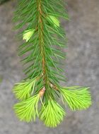 closeup photo of young spruce branch on the background of an asphalt path