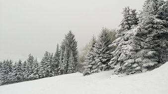 Coniferous forest in the cold winter