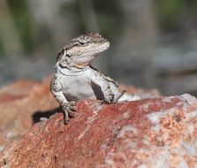 lizard on a brown stone close-up on blurred background