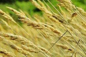 wheat field close-up, poland village