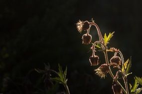 wild flower on black background