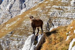 Animal on the granite