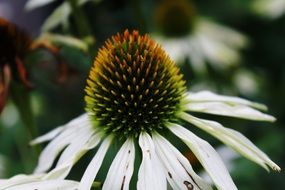 Closeup Picture of the white Flower