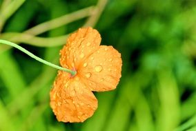 Water drops on orange flowers nature plant spring