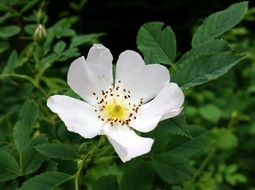 incredibly handsome Wild white Rose