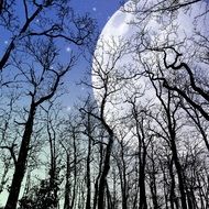 giant Moon in starry Sky above Forest