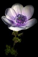 pale purple flower in the play of light and shadow