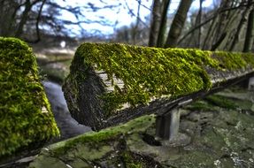 beautiful Moss Forest