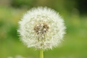 Dandelion fluffy plant Macro
