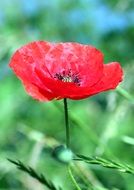 Close-up of the beautiful, red poppy flower in green grass