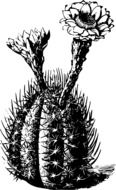 Cactus Flora Flower drawing