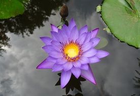 purple water lily flower in india