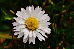 white daisy with yellow heart close-up