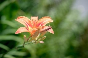 Daylily lily, inflorescence with buds close up