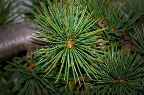 pine branch with long needles in nature