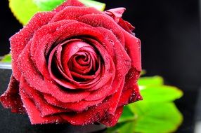 red velvet rose with green leaves in the garden