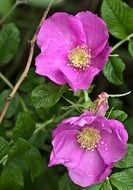 wild roses after rain