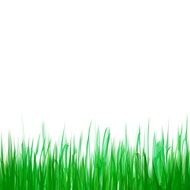 wallpaper with green grass footer