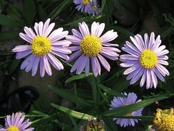 pale purple daisy aster close up