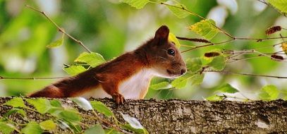 Closeup picture of Squirrel on a tree