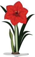 Painted beautiful red amaralis flower on a white background