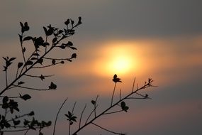 silhouettes of branches at sunrise