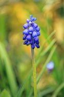 violet muscari blossom