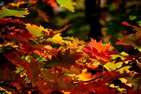 colorful foliage on an autumn tree close-up on blurred background