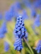 ornamental blue hyacinth flowers on the meadow